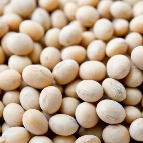 Soya Bean / Kacang Kedelai